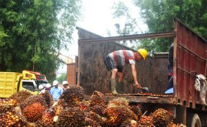 Harga TBS Sawit Sumatera Utara Periode 8-14 Juli 2020 Naik Rp 7,36/Kg
