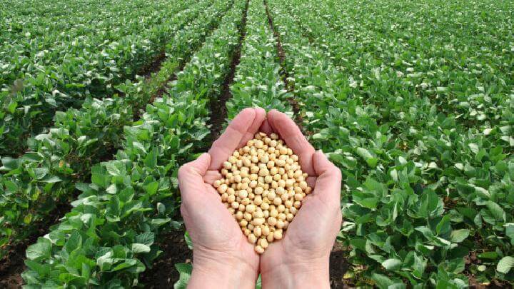 Industri Makanan dari Kedele dan Kacang-Kacangan Lainnya (Bukan Kecap, Tempe dan Tahu) di Indonesia